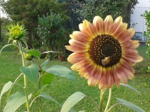 Diese Sonnenblumen haben es bis nach Köln geschafft und begeistern die dortigen Hummeln.